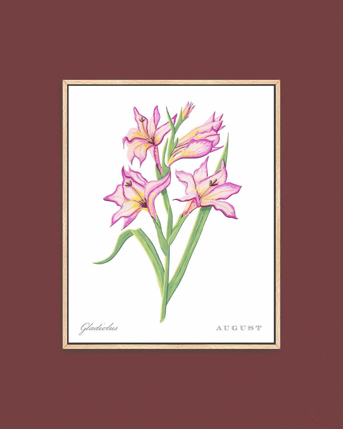 Gladiolus (August) birth flower fine art print, classic botanical style on white background. Oak frame available.