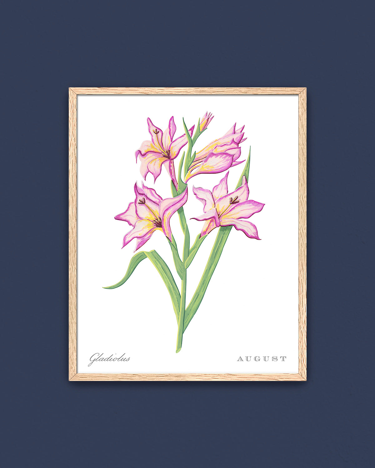 Gladiolus (August) birth flower fine art print, classic botanical style on white background. Oak frame available.