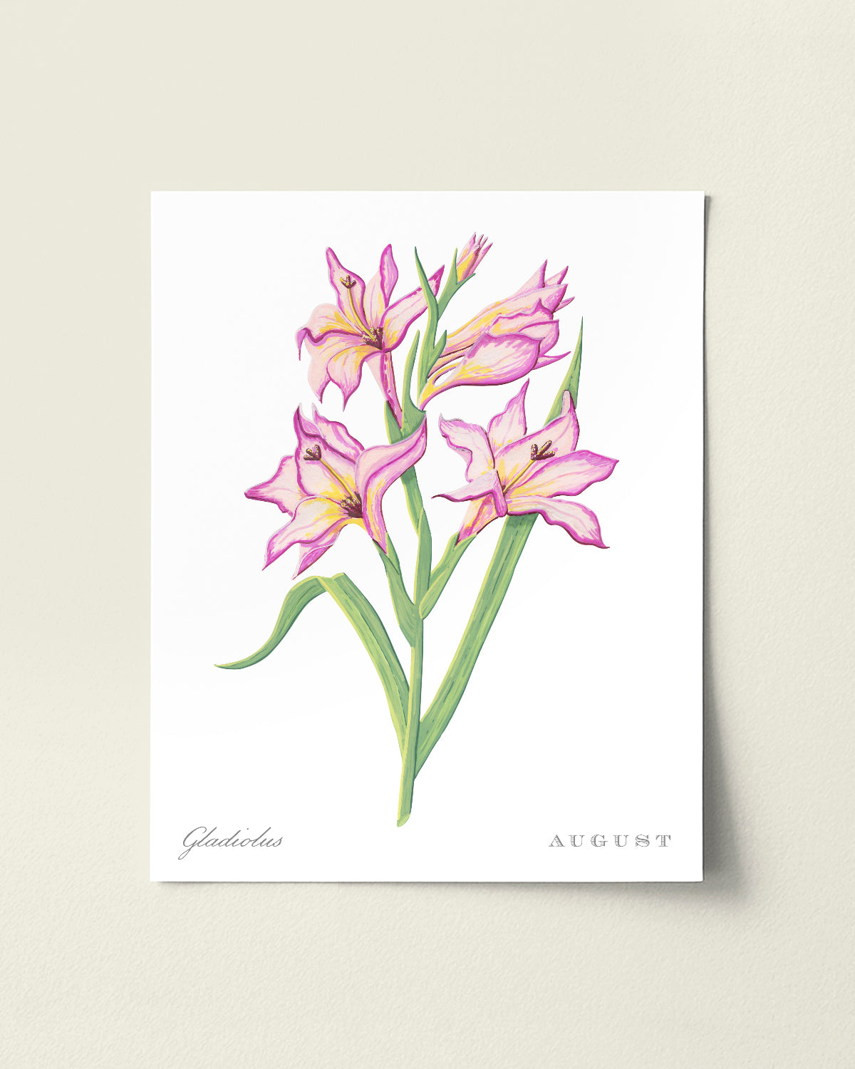 Gladiolus (August) birth flower fine art print, classic botanical style on white background. Oak frame available.
