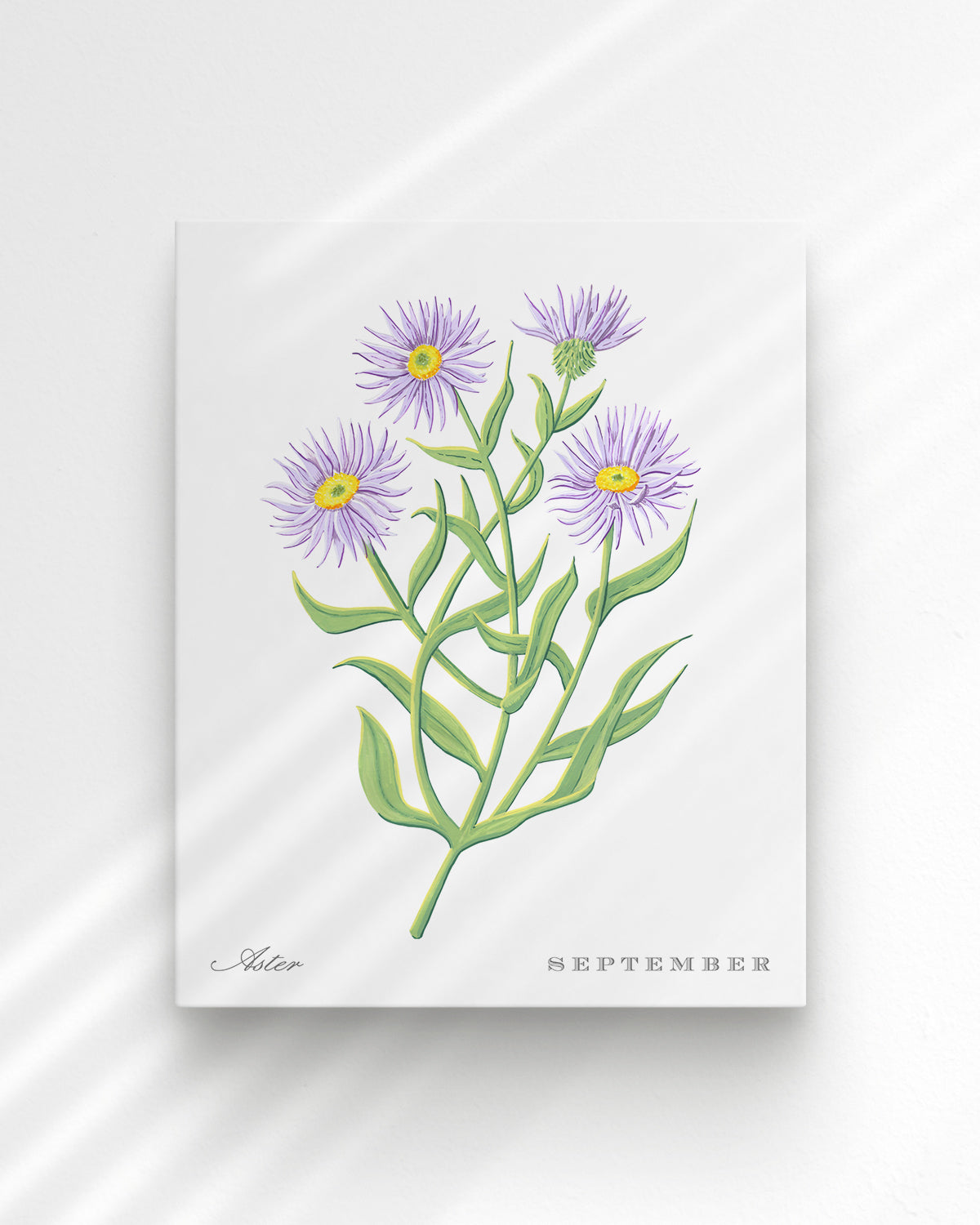 Aster (September) birth flower fine art print, classic botanical style on white background. Oak frame available.
