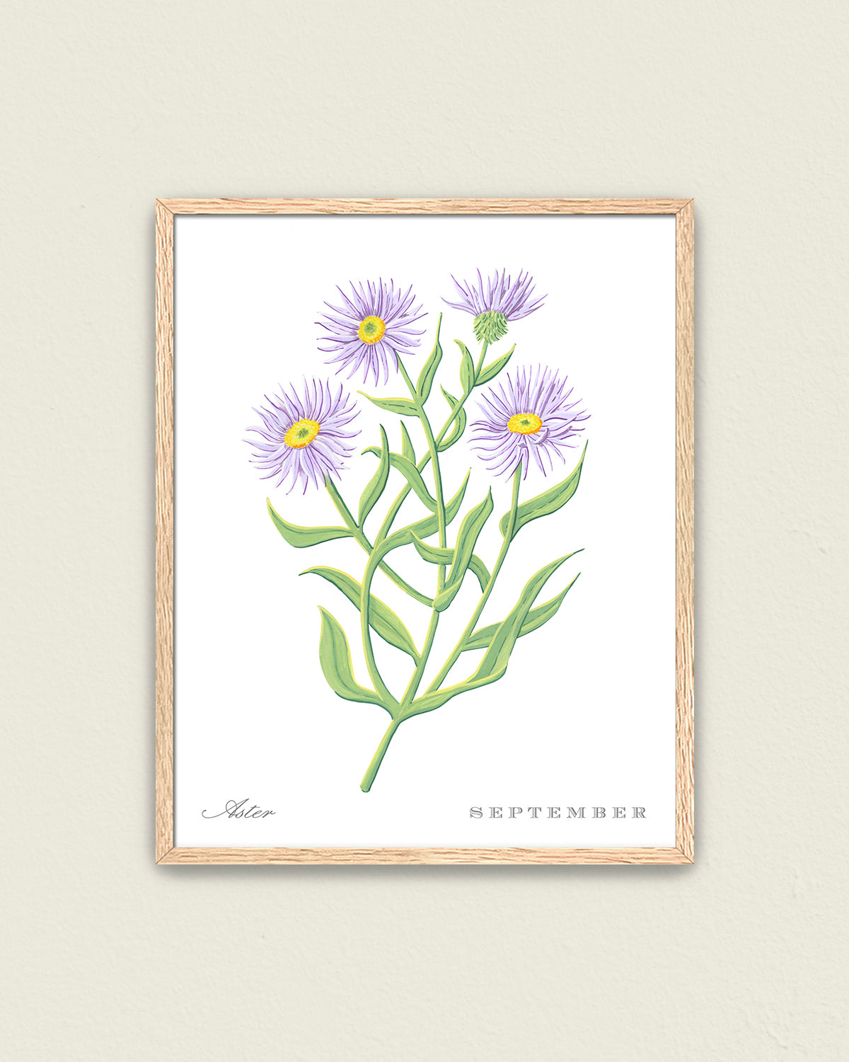 Aster (September) birth flower fine art print, classic botanical style on white background. Oak frame available.
