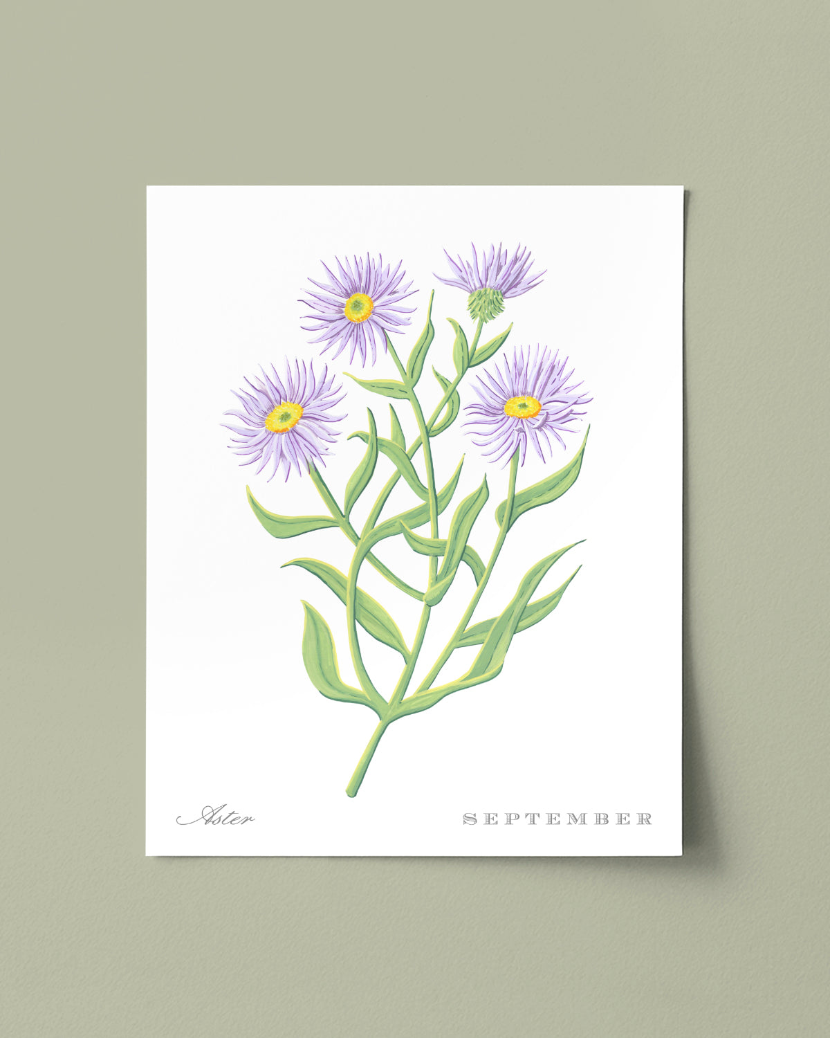 Aster (September) birth flower fine art print, classic botanical style on white background. Oak frame available.