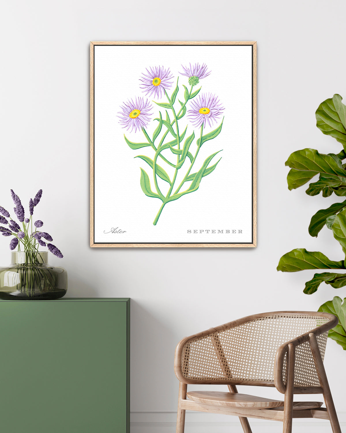 Aster (September) birth flower fine art print, classic botanical style on white background. Oak frame available.