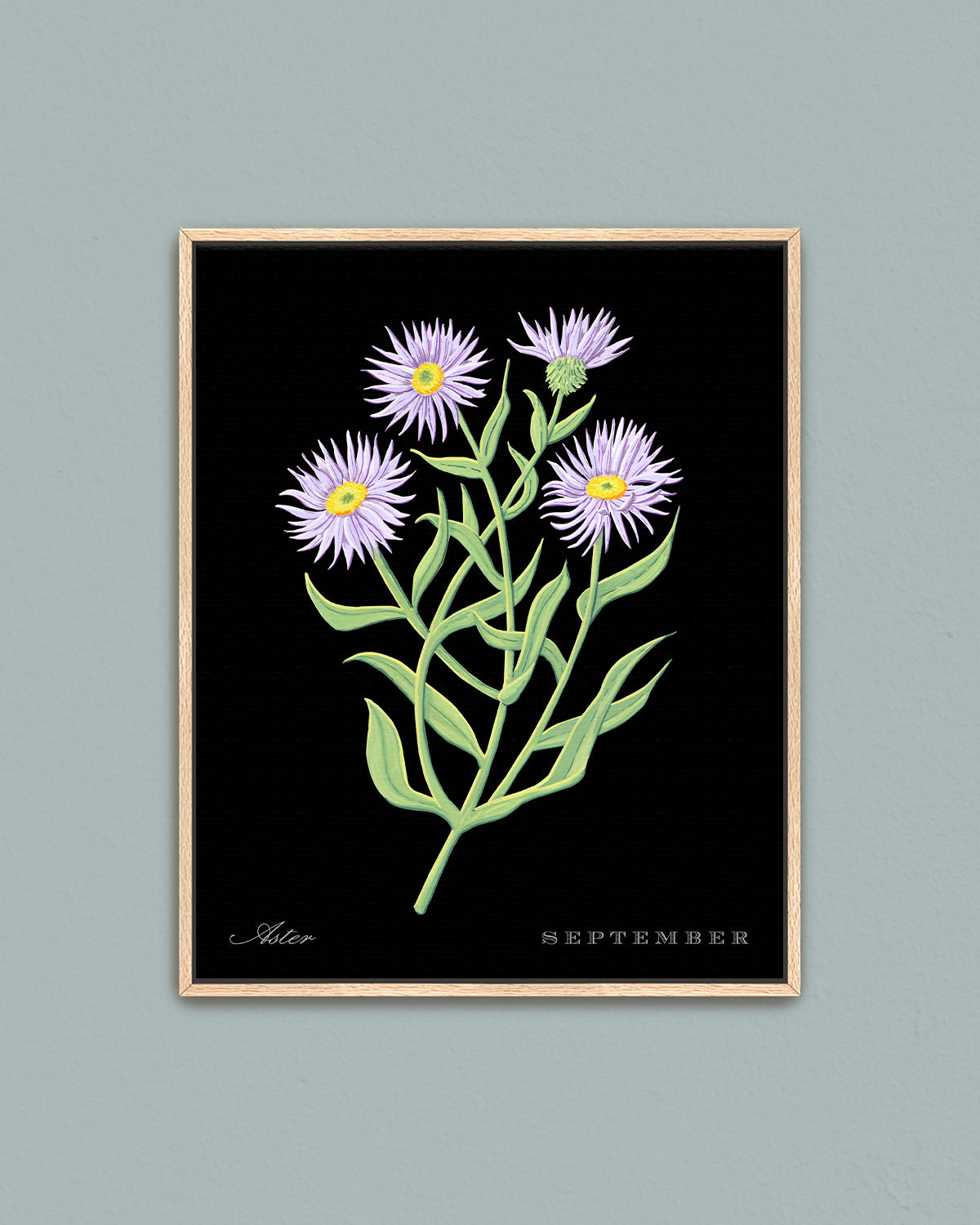 Aster (September) birth flower fine art print, classic botanical style on black background. Oak frame available.