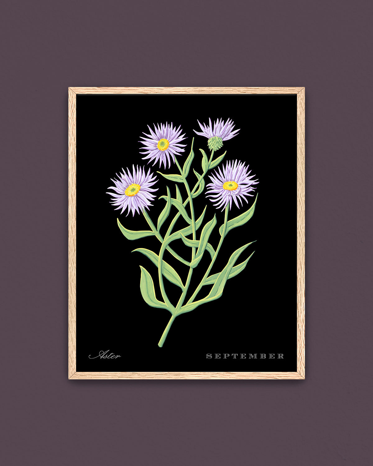 Aster (September) birth flower fine art print, classic botanical style on black background. Oak frame available.