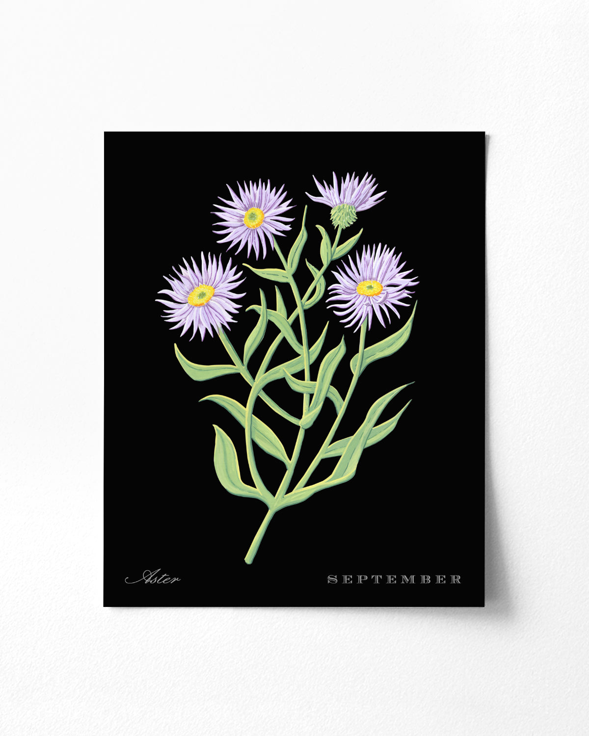 Aster (September) birth flower fine art print, classic botanical style on black background. Oak frame available.