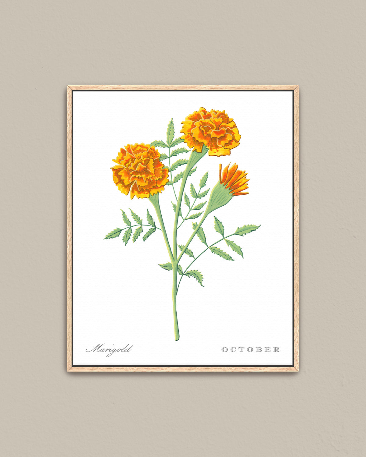 Marigold (October) birth flower fine art print, classic botanical style on white background. Oak frame available.