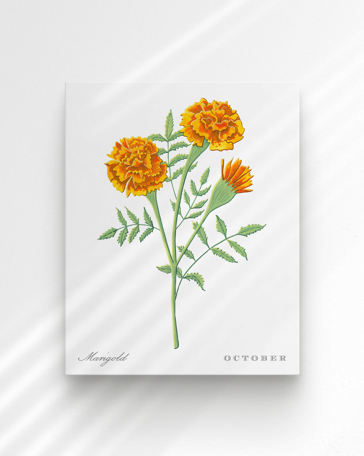 Marigold (October) birth flower fine art print, classic botanical style on white background. Oak frame available.