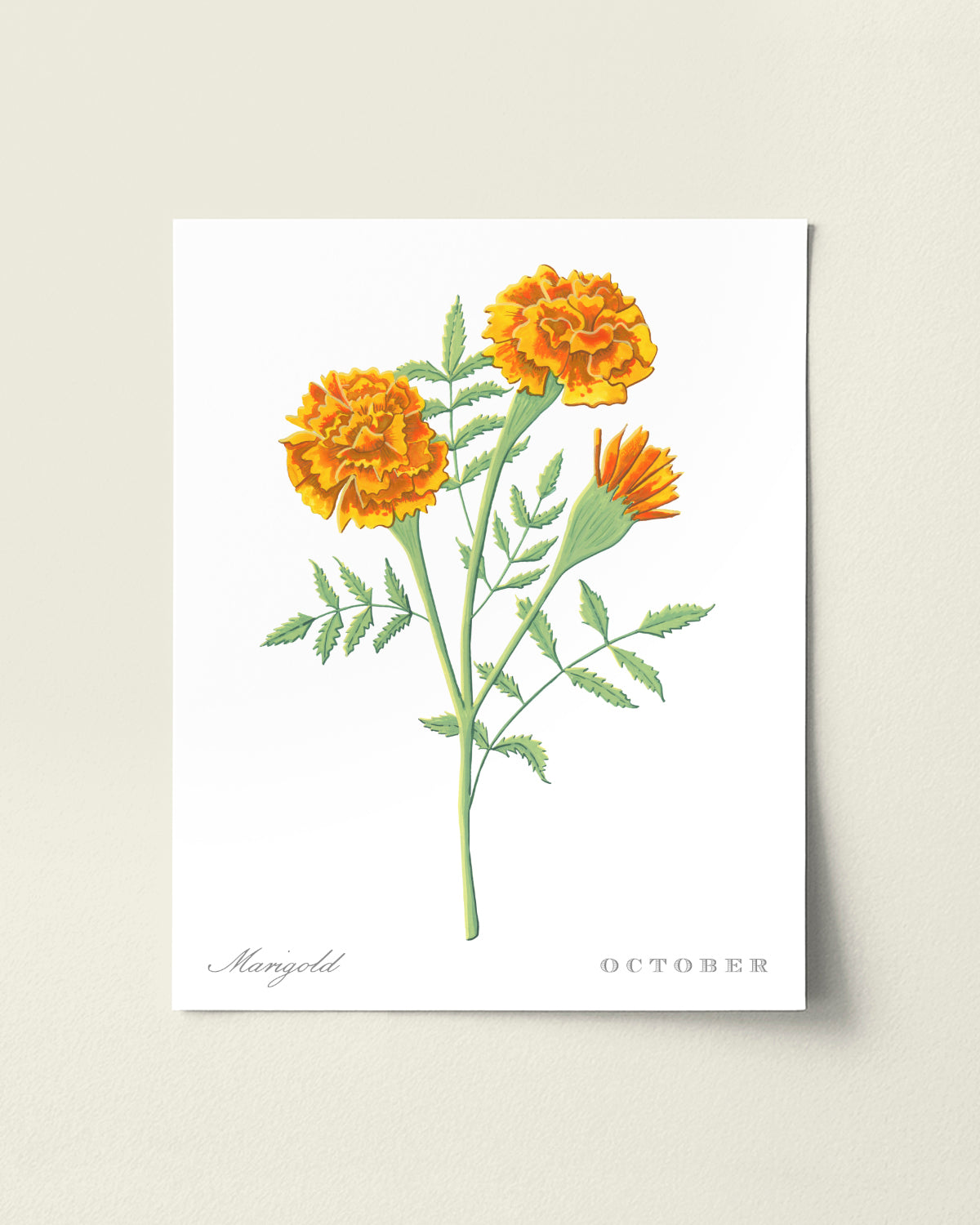 Marigold (October) birth flower fine art print, classic botanical style on white background. Oak frame available.