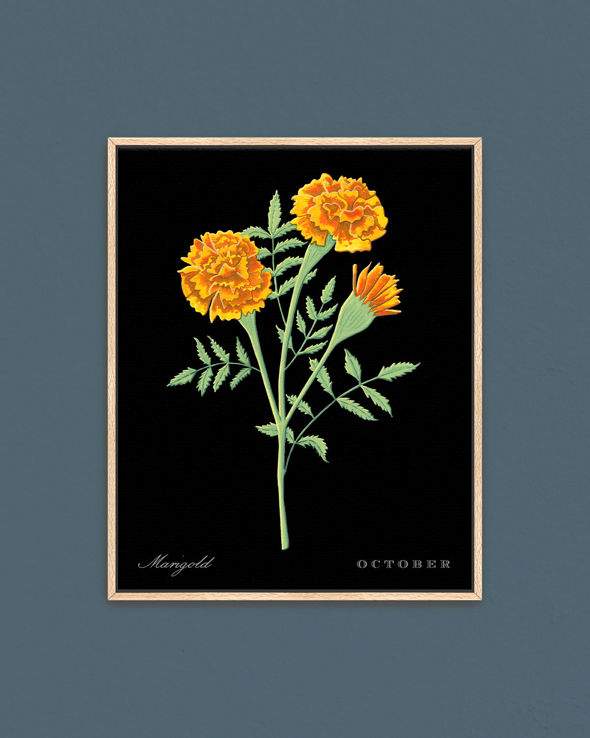 Marigold (October) birth flower fine art print, classic botanical style on black background. Oak frame available.