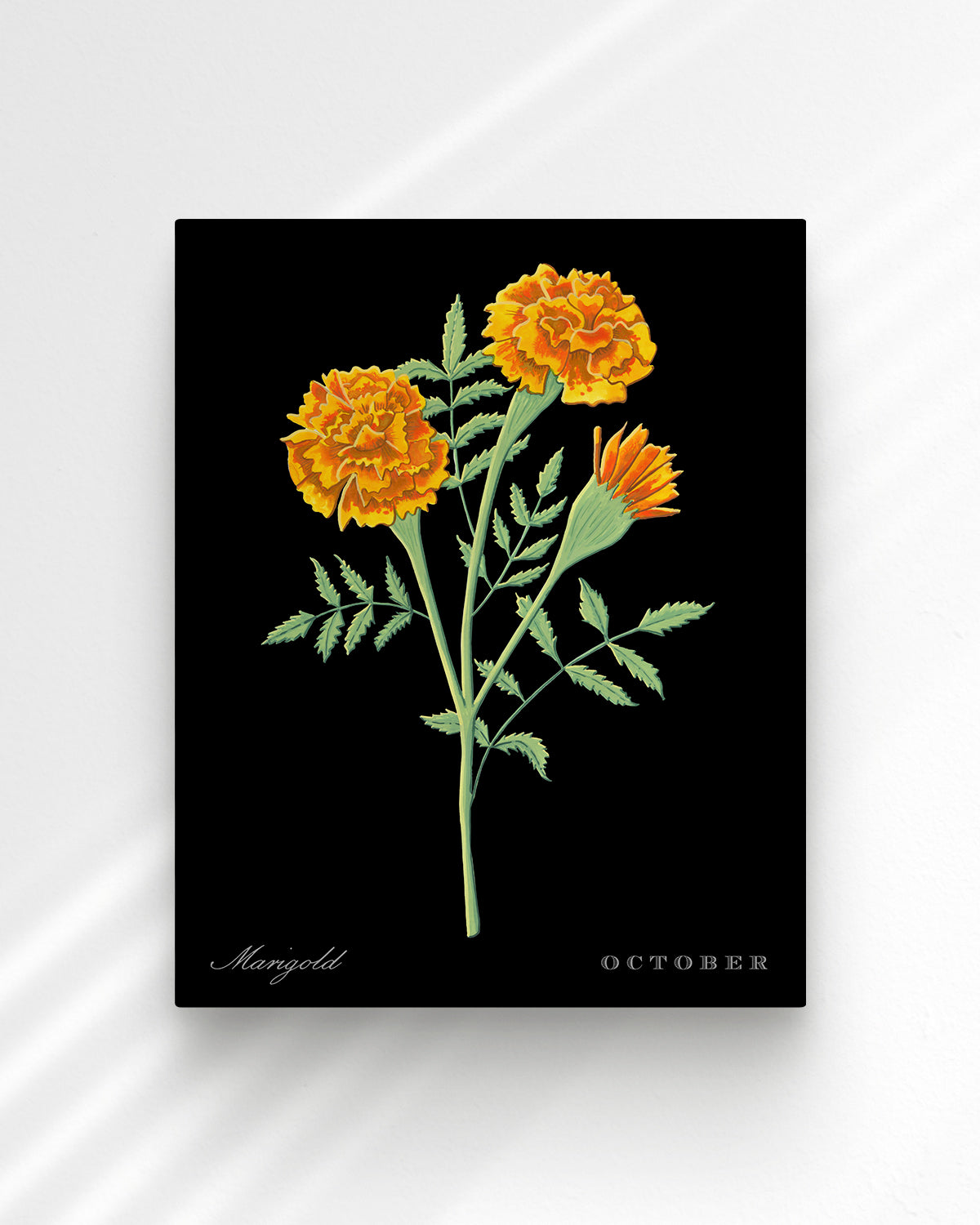Marigold (October) birth flower fine art print, classic botanical style on black background. Oak frame available.
