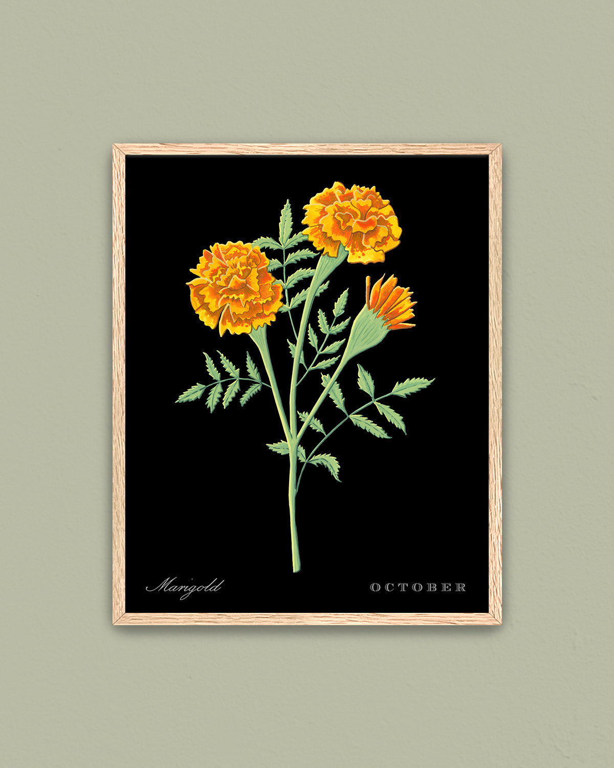 Marigold (October) birth flower fine art print, classic botanical style on black background. Oak frame available.