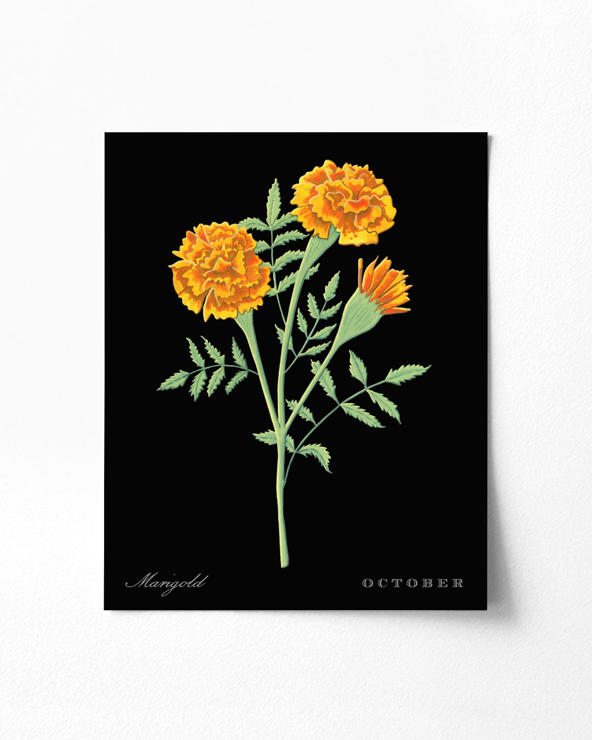 Marigold (October) birth flower fine art print, classic botanical style on black background. Oak frame available.