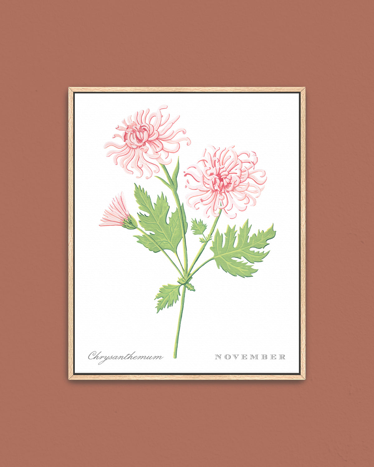 Chrysanthemum (November) birth flower fine art print, classic botanical style on white background. Oak frame available.