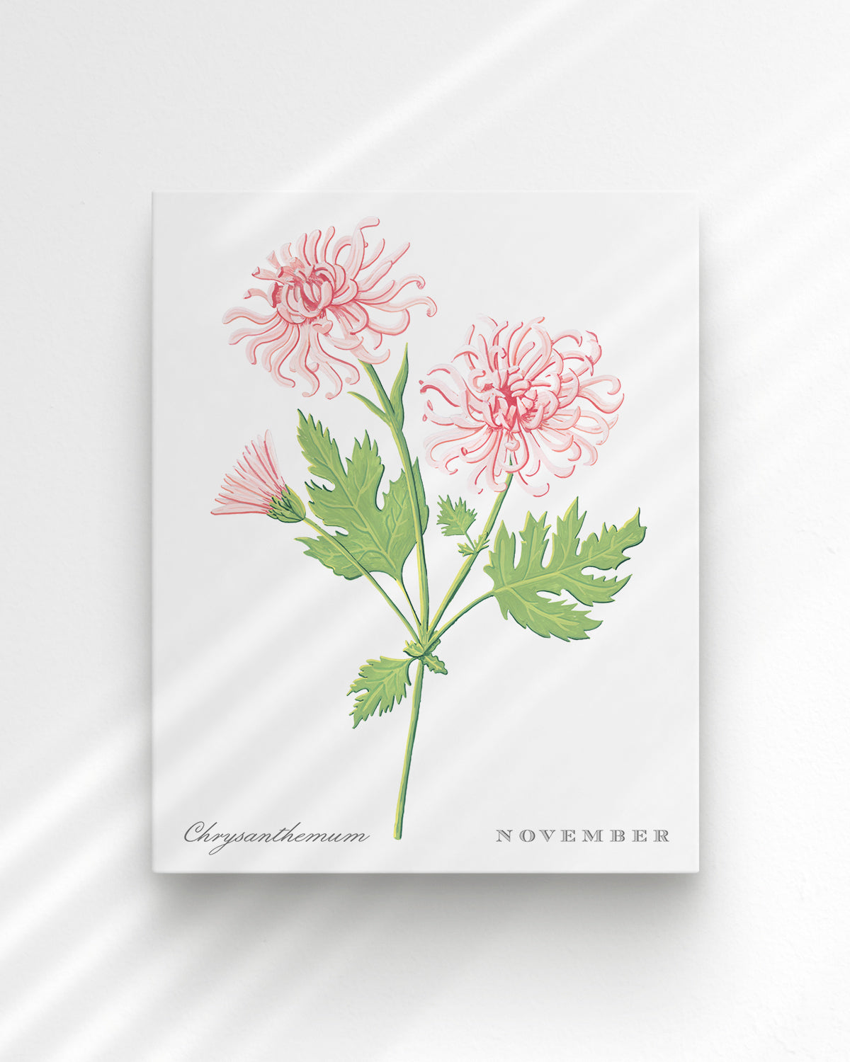 Chrysanthemum (November) birth flower fine art print, classic botanical style on white background. Oak frame available.