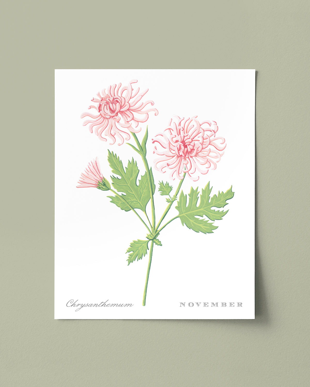 Chrysanthemum (November) birth flower fine art print, classic botanical style on white background. Oak frame available.