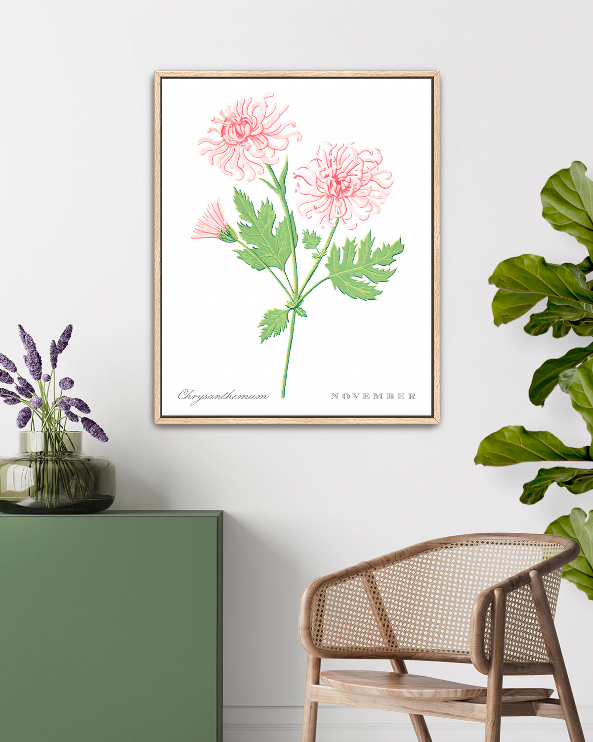 Chrysanthemum (November) birth flower fine art print, classic botanical style on white background. Oak frame available.