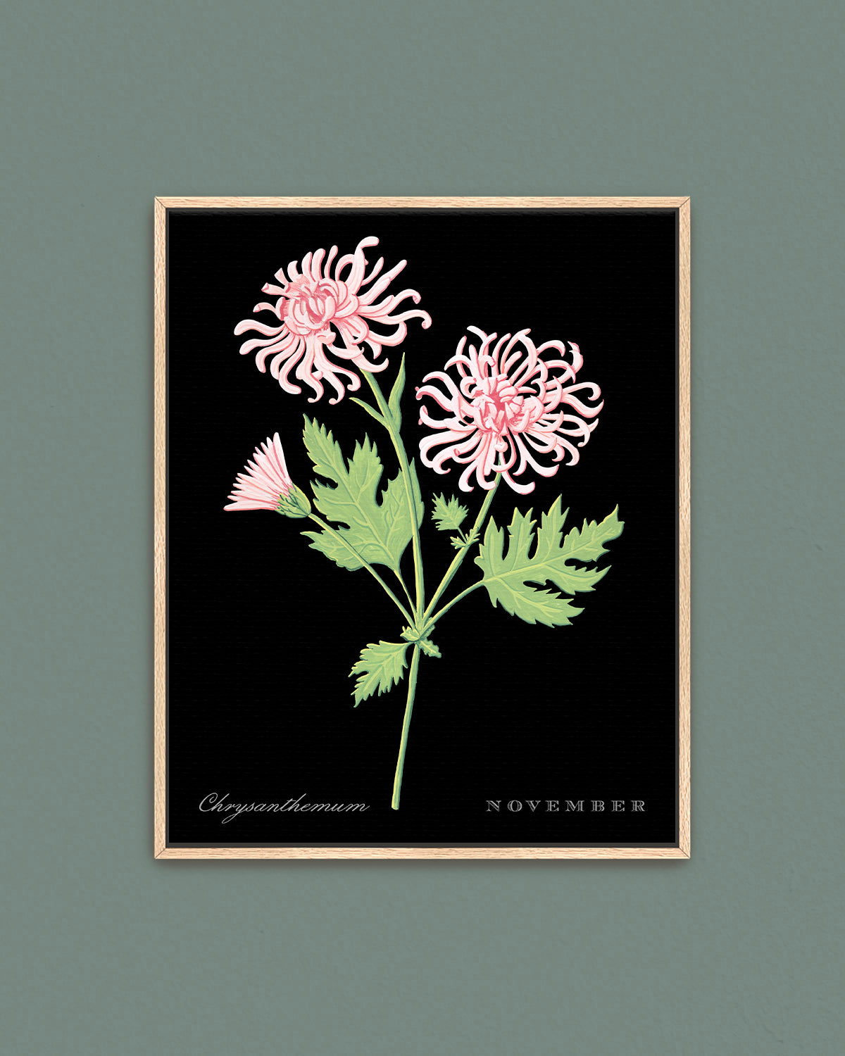 Chrysanthemum (November) birth flower fine art print, classic botanical style on black background. Oak frame available.