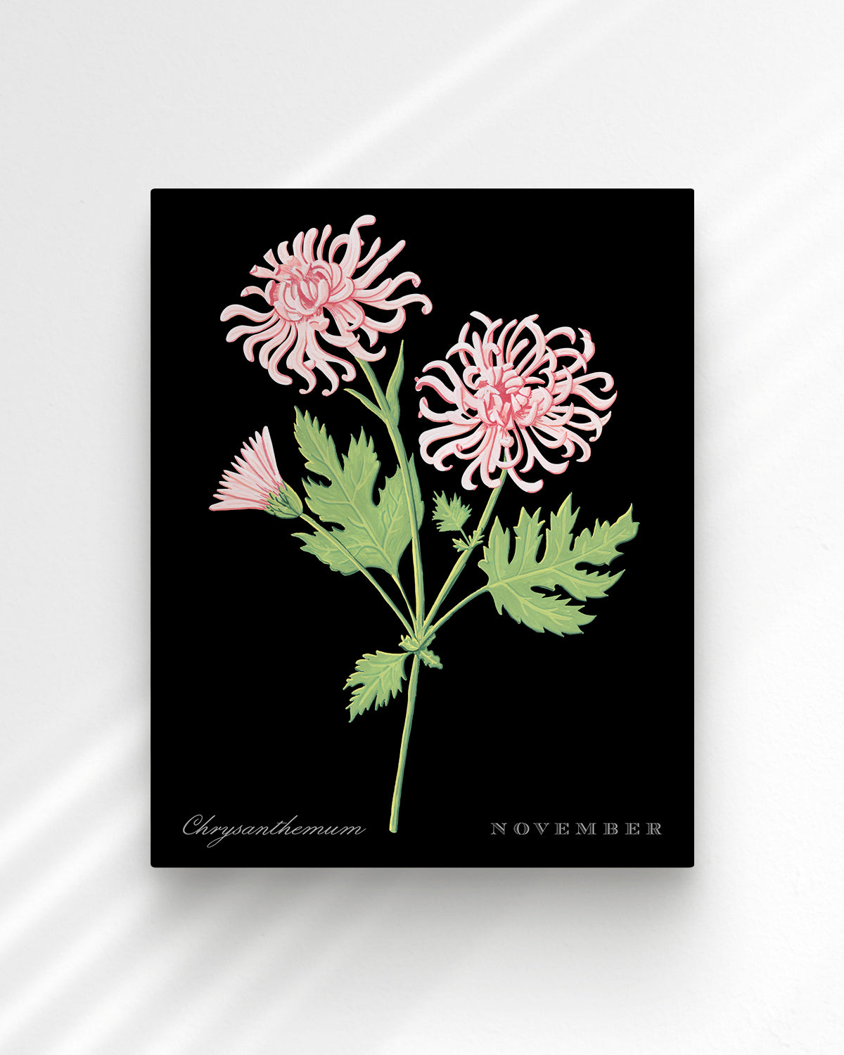 Chrysanthemum (November) birth flower fine art print, classic botanical style on black background. Oak frame available.