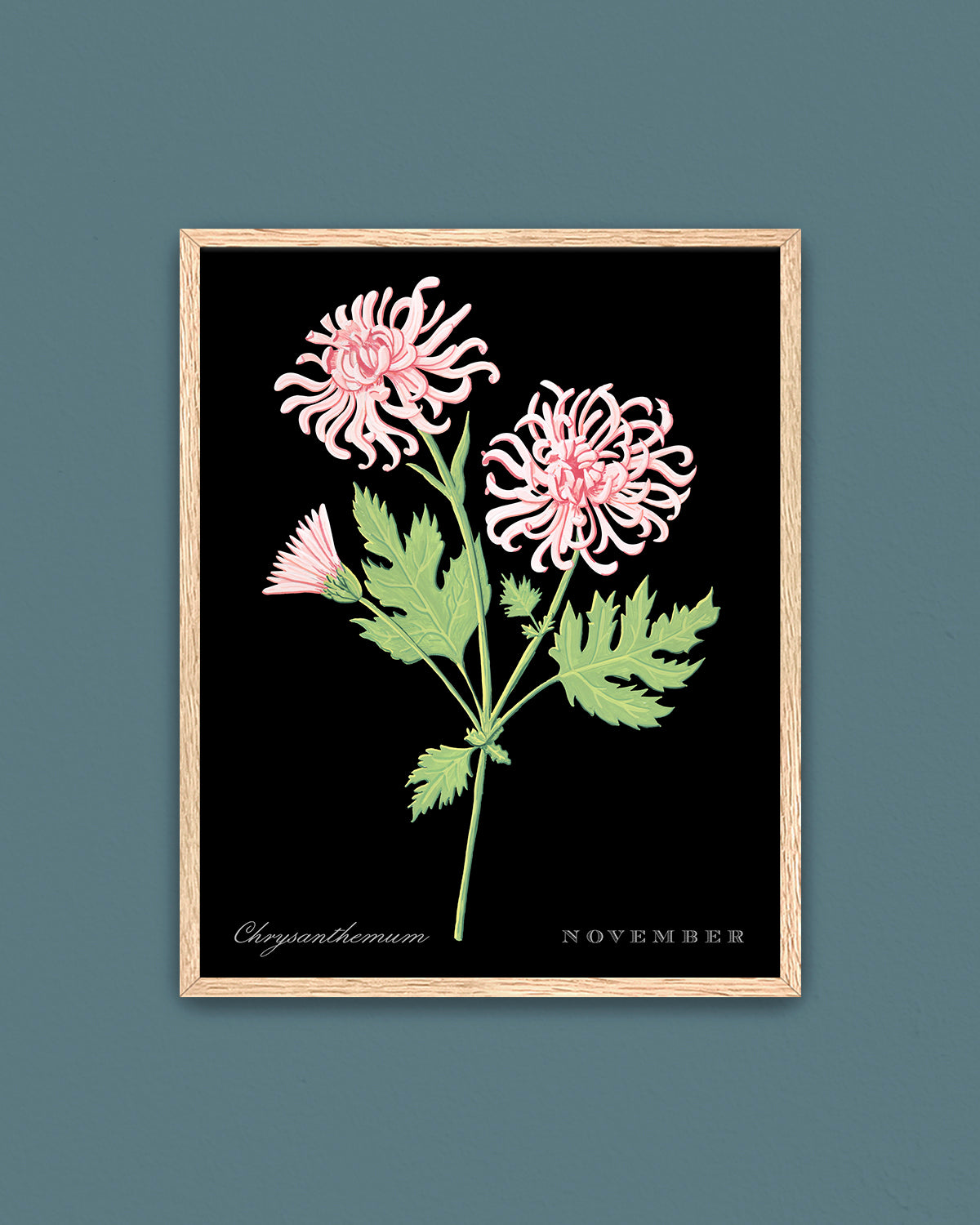 Chrysanthemum (November) birth flower fine art print, classic botanical style on black background. Oak frame available.