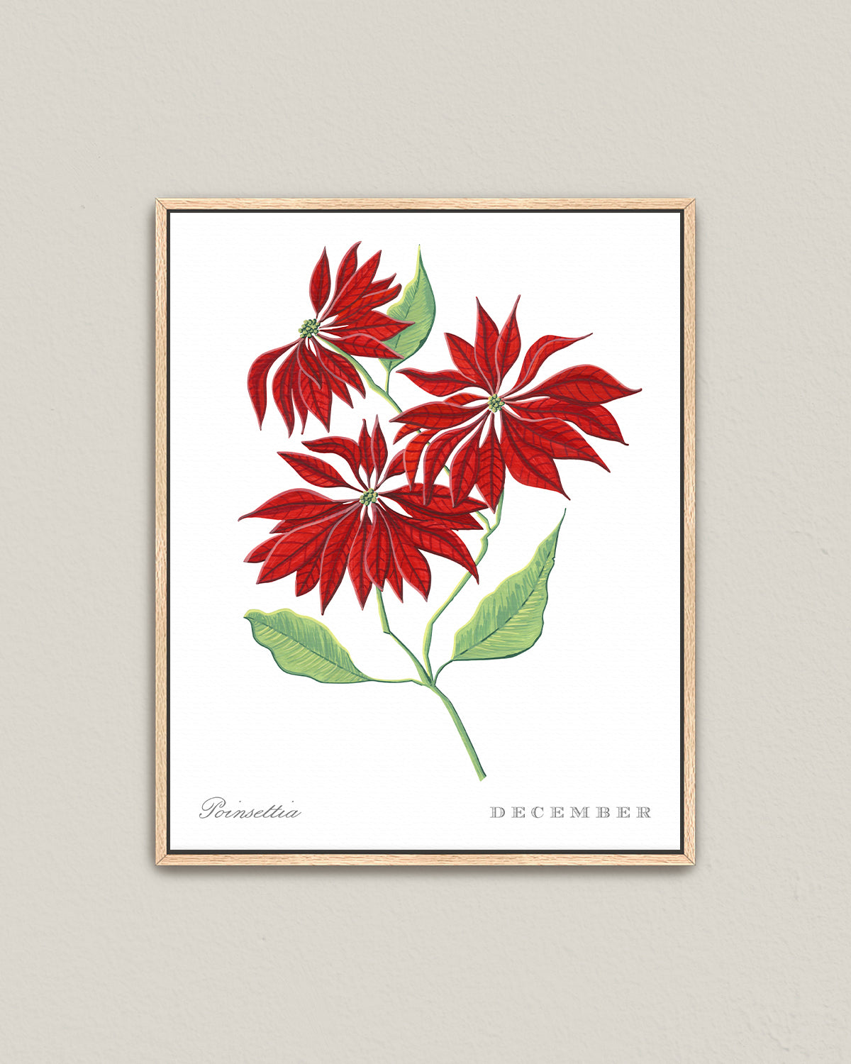 Poinsettia (December) birth flower fine art print, classic botanical style on white background. Oak frame available.