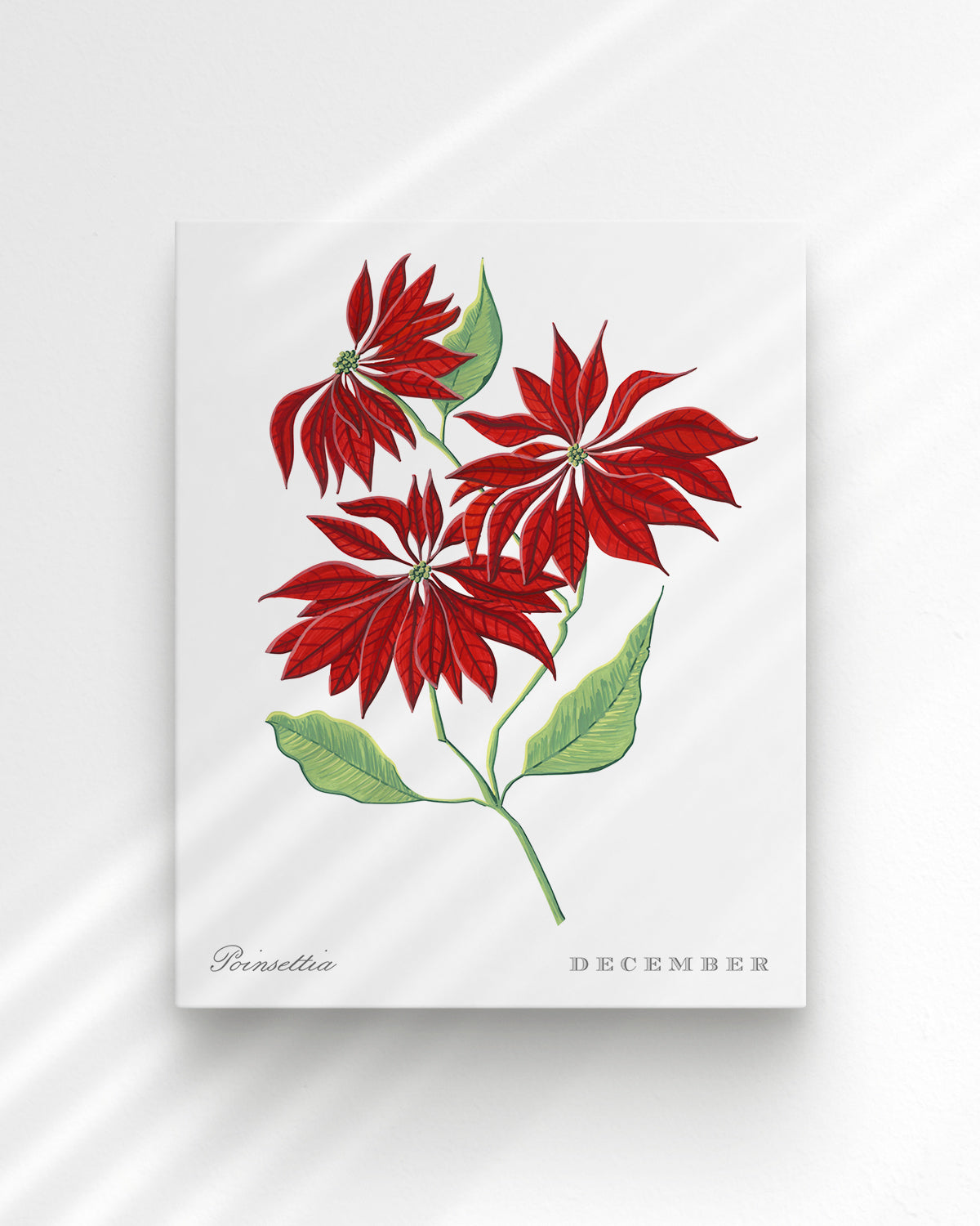 Poinsettia (December) birth flower fine art print, classic botanical style on white background. Oak frame available.