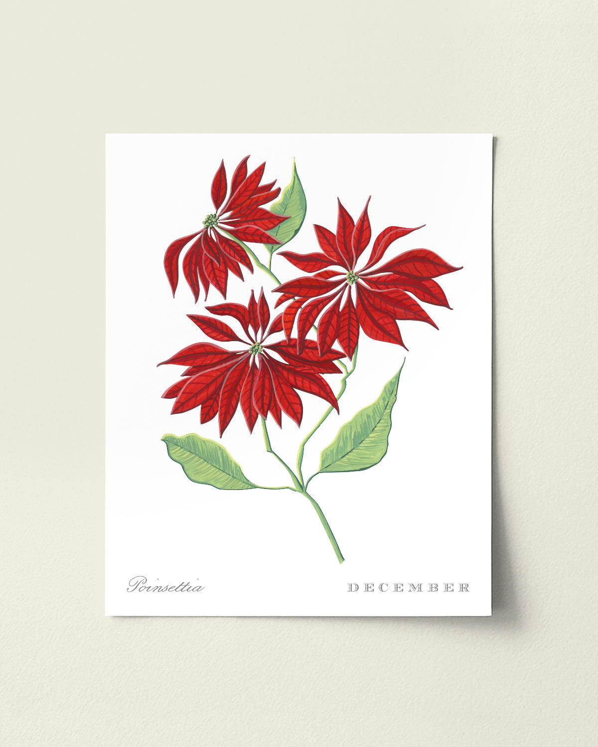 Poinsettia (December) birth flower fine art print, classic botanical style on white background. Oak frame available.