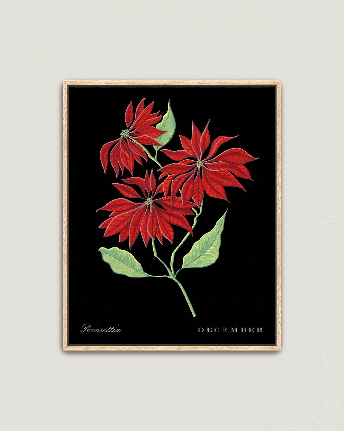 Poinsettia (December) birth flower fine art print, classic botanical style on black background. Oak frame available.