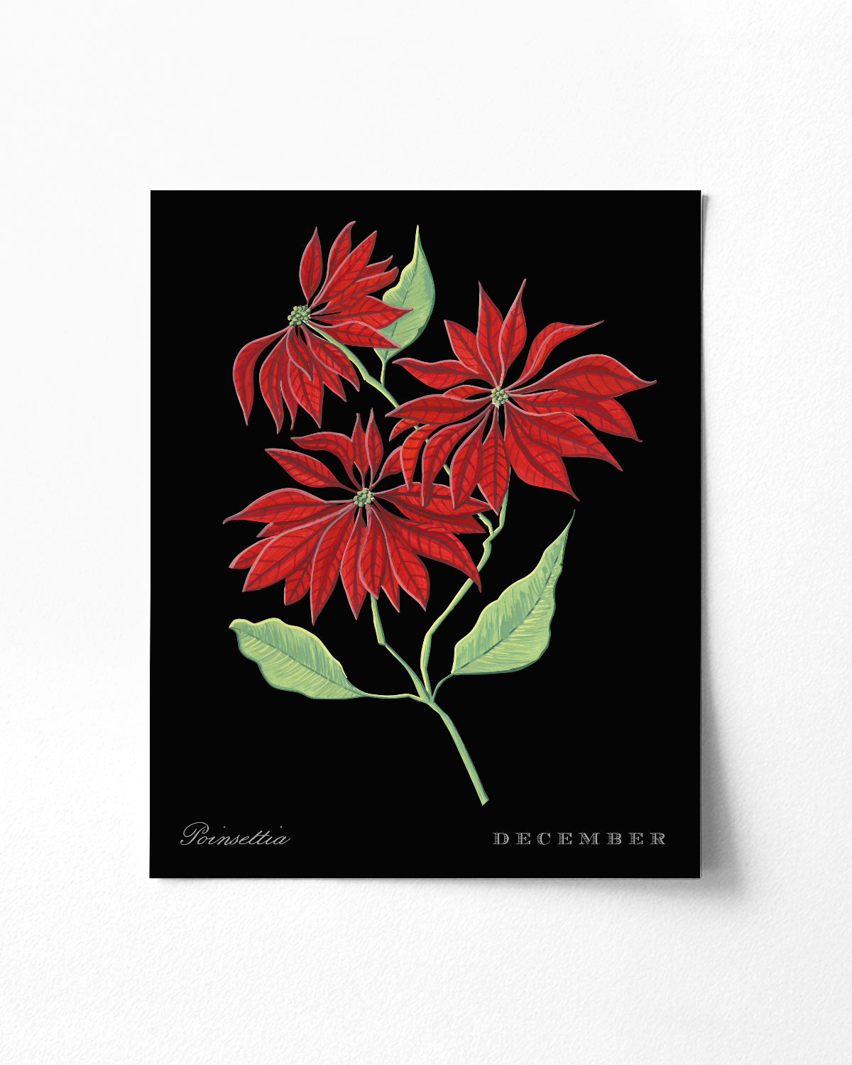 Poinsettia (December) birth flower fine art print, classic botanical style on black background. Oak frame available.