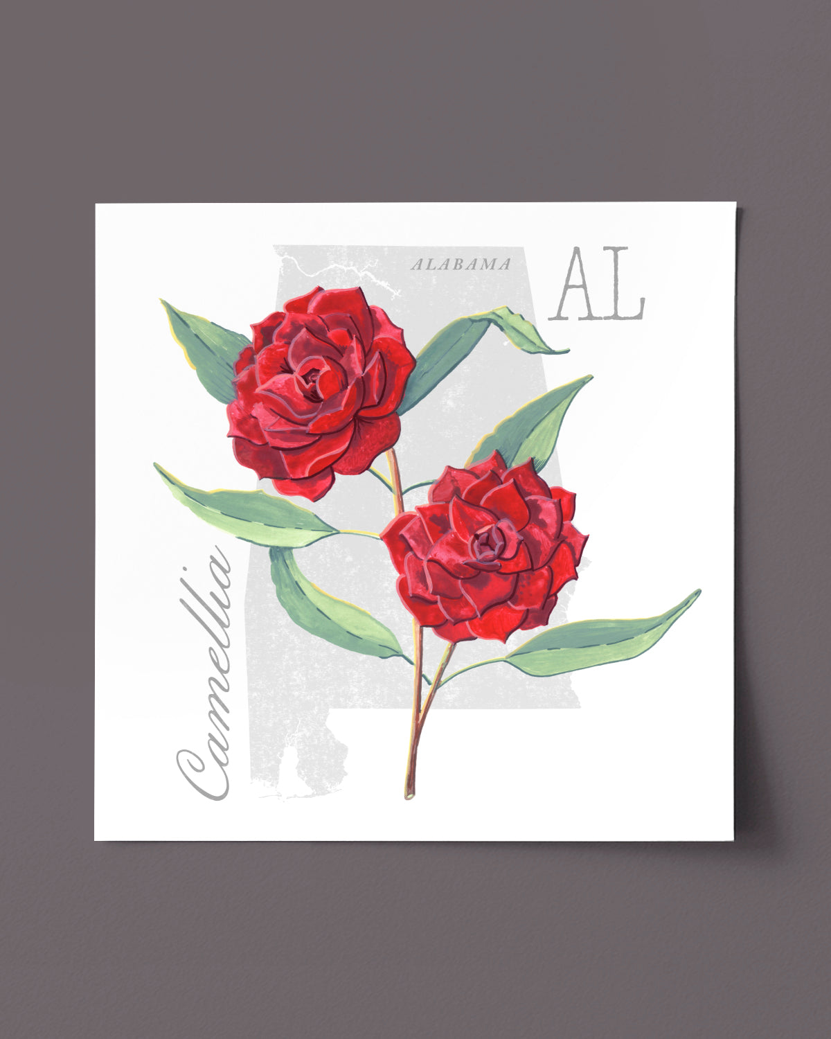 Camellia (Alabama) state flower fine art print, classic botanical style on white background. Oak frame available.