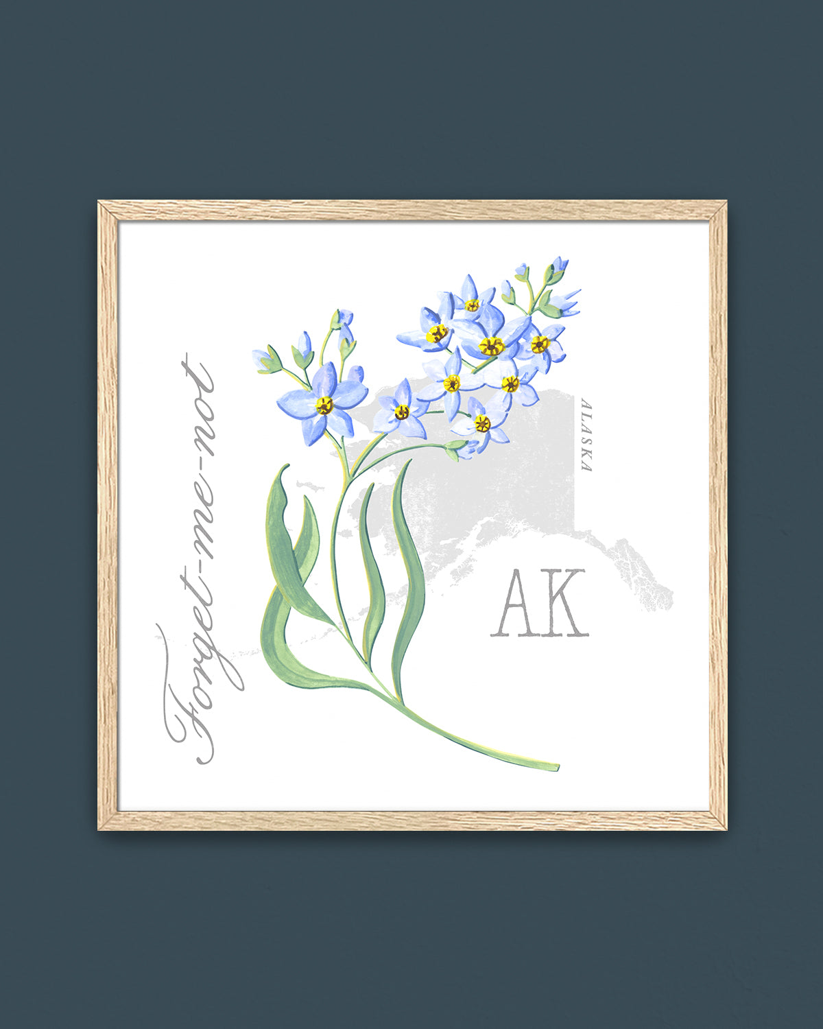 Forget-me-Not (Alaska) state flower fine art print, classic botanical style on white background. Oak frame available.