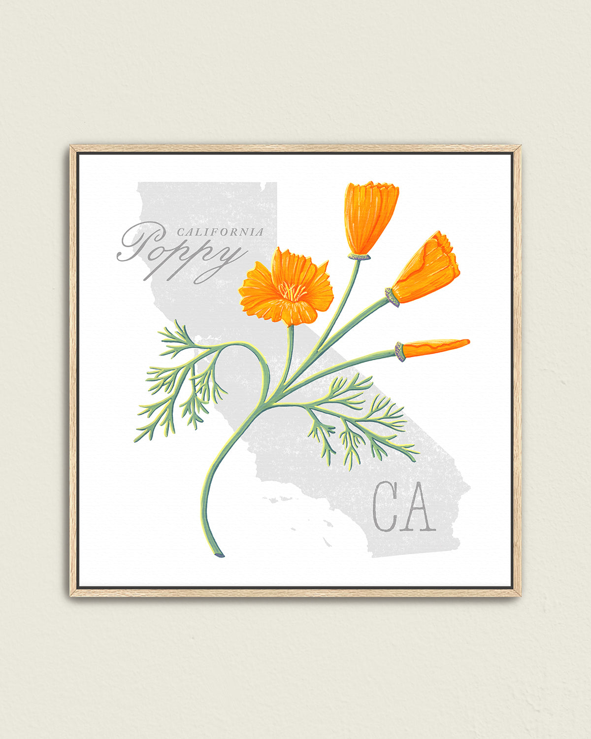 California Poppy (California) state flower fine art print, classic botanical style on white background. Oak frame available.