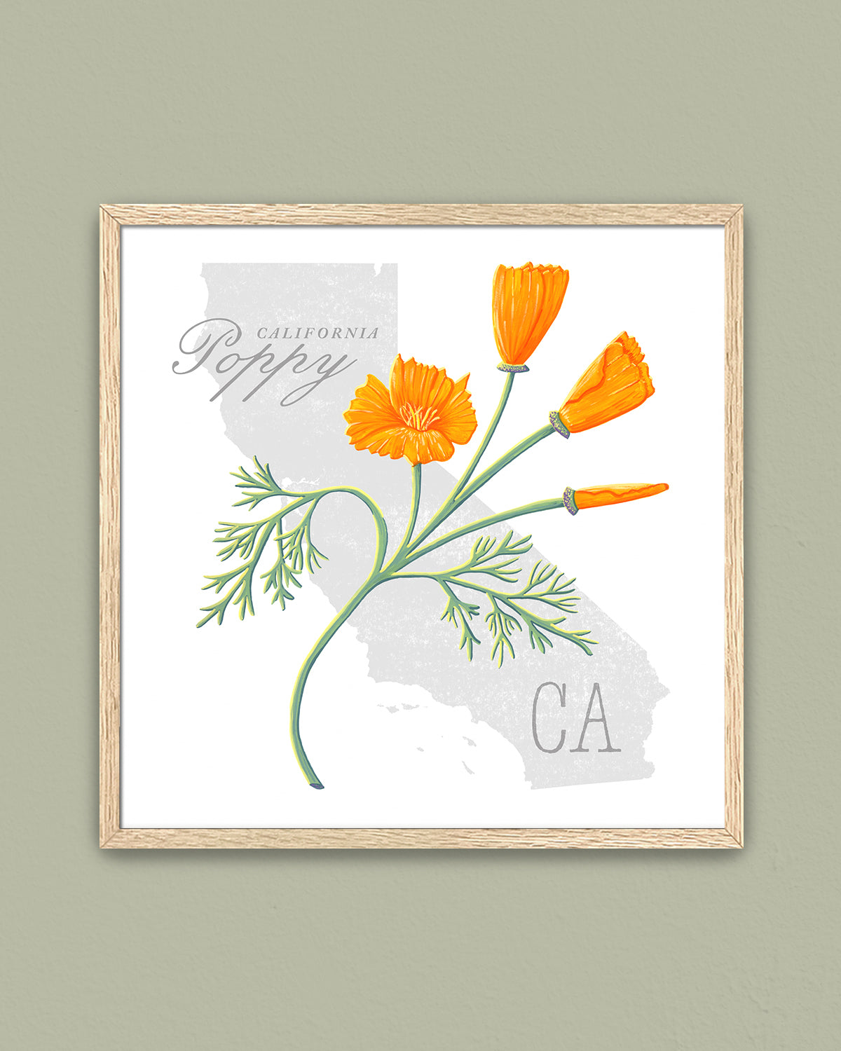 California Poppy (California) state flower fine art print, classic botanical style on white background. Oak frame available.