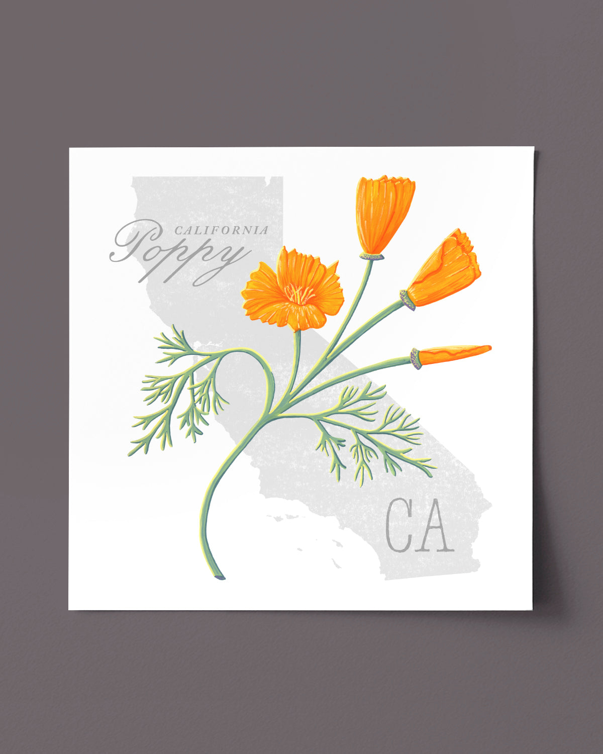 California Poppy (California) state flower fine art print, classic botanical style on white background. Oak frame available.