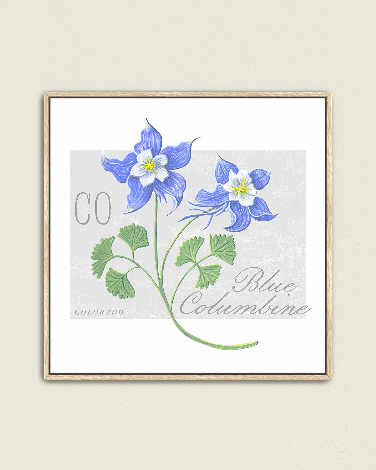 Blue Columbine (Colorado) state flower fine art print, classic botanical style on white background. Oak frame available.