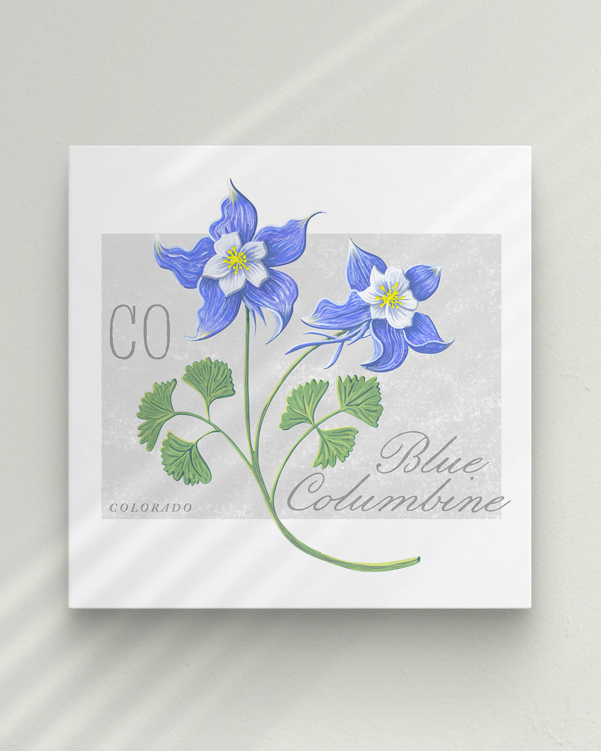 Blue Columbine (Colorado) state flower fine art print, classic botanical style on white background. Oak frame available.