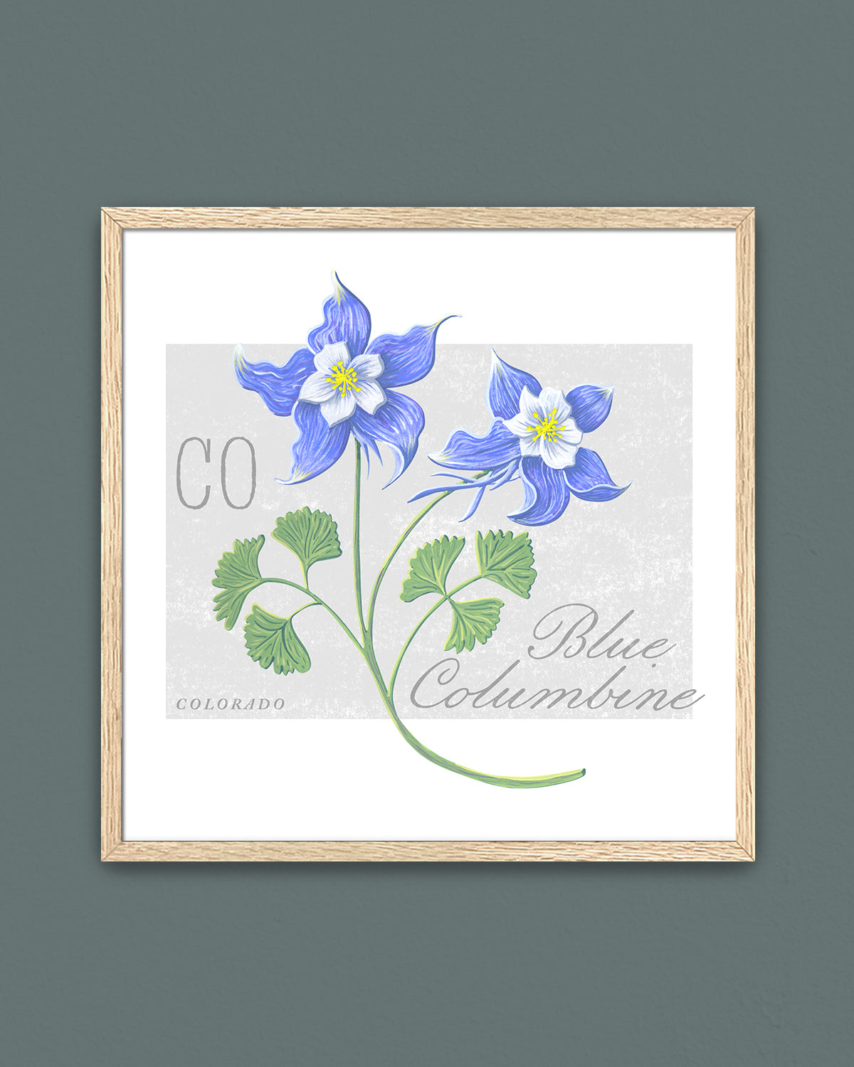 Blue Columbine (Colorado) state flower fine art print, classic botanical style on white background. Oak frame available.