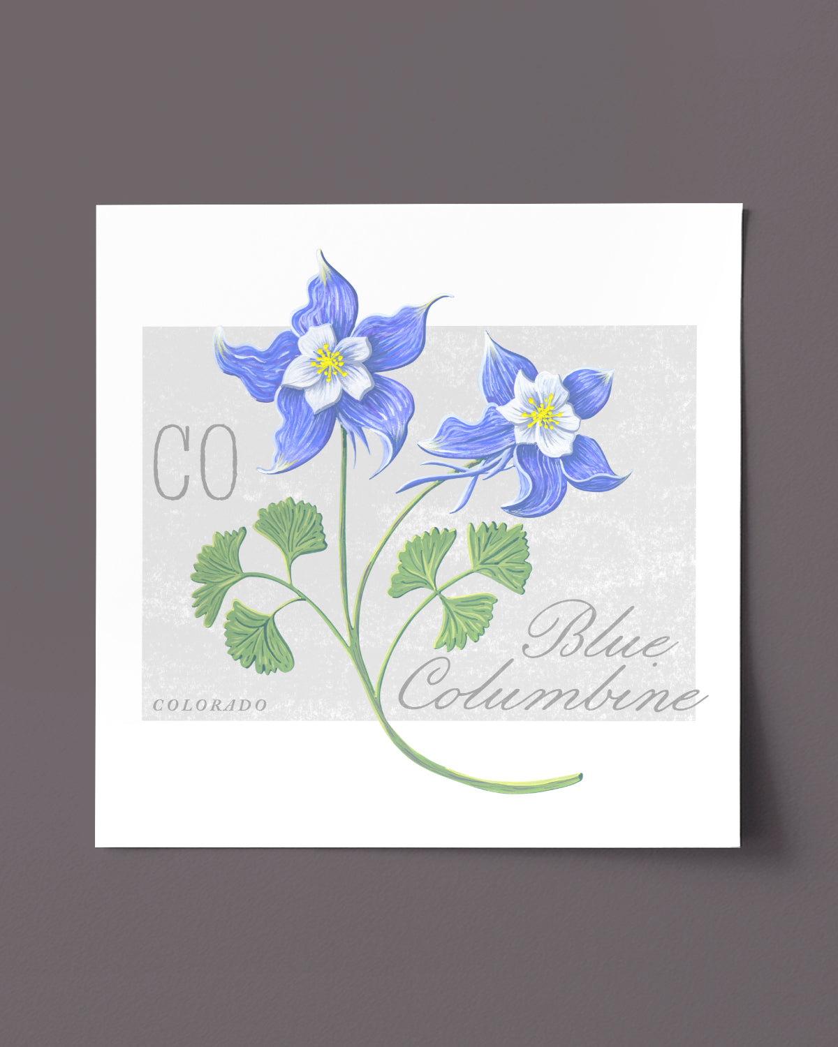 Blue Columbine (Colorado) state flower fine art print, classic botanical style on white background. Oak frame available.