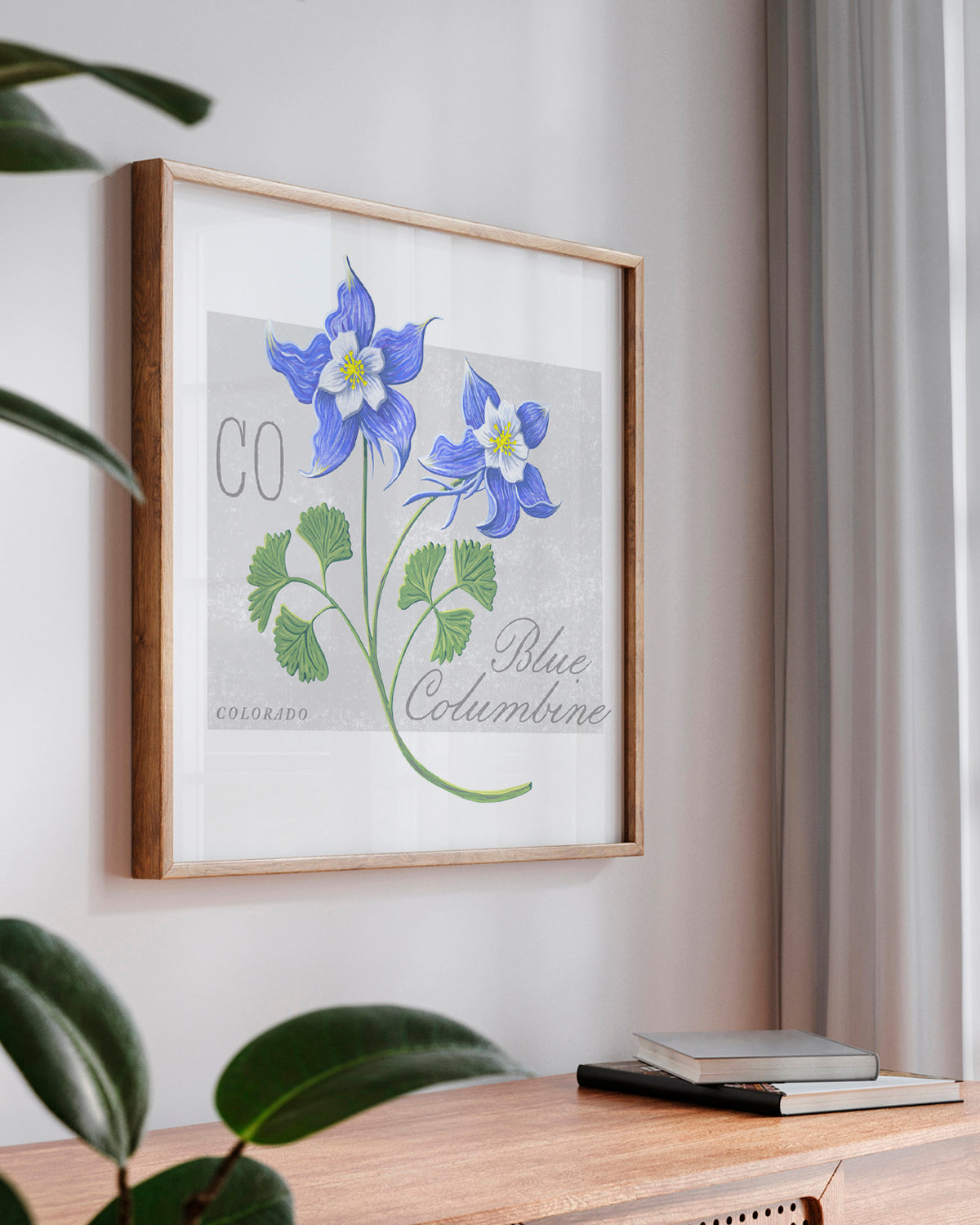 Blue Columbine (Colorado) state flower fine art print, classic botanical style on white background. Oak frame available.