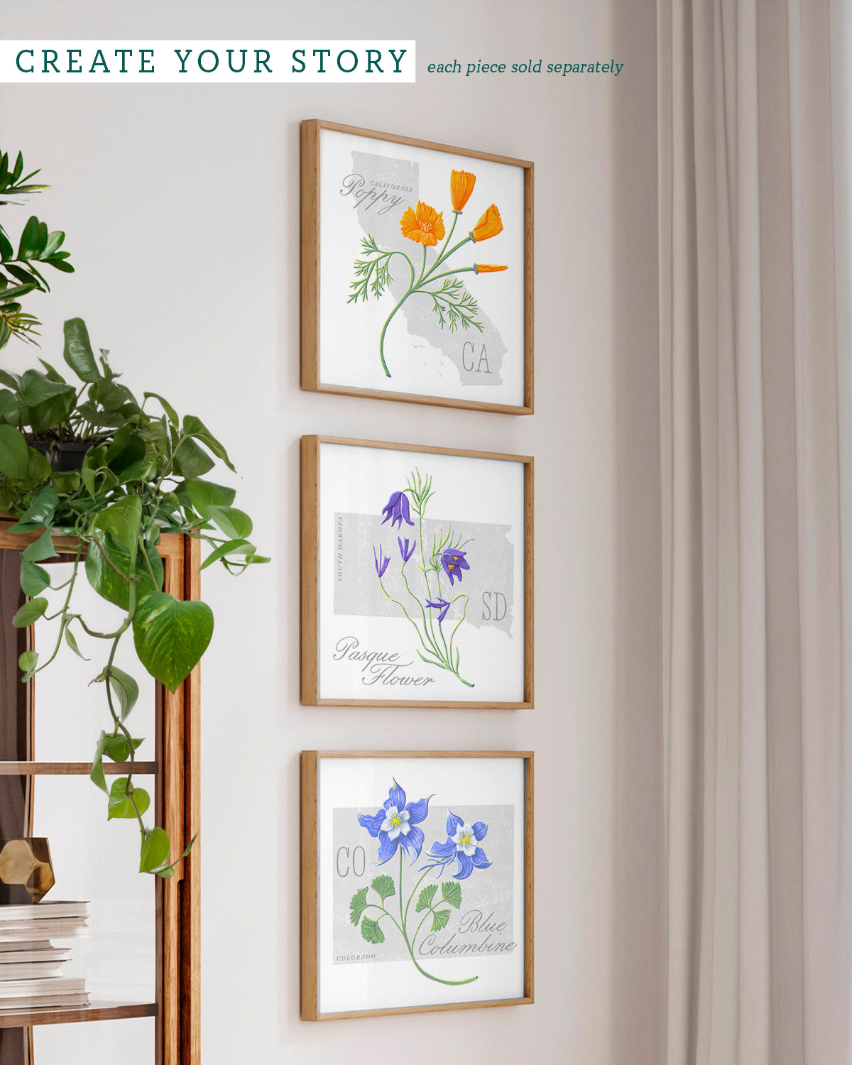 Blue Columbine (Colorado) state flower fine art print, classic botanical style on white background. Oak frame available.
