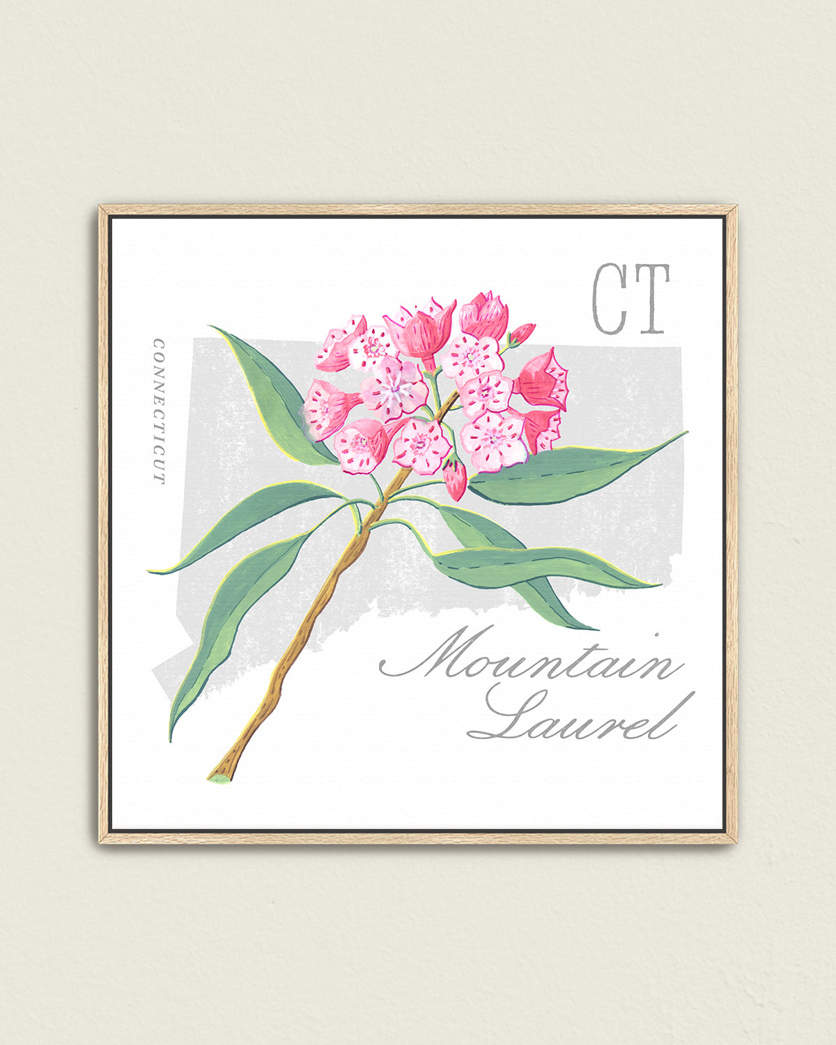 Mountain Laurel (Connecticut) state flower fine art print, classic botanical style on white background. Oak frame available.