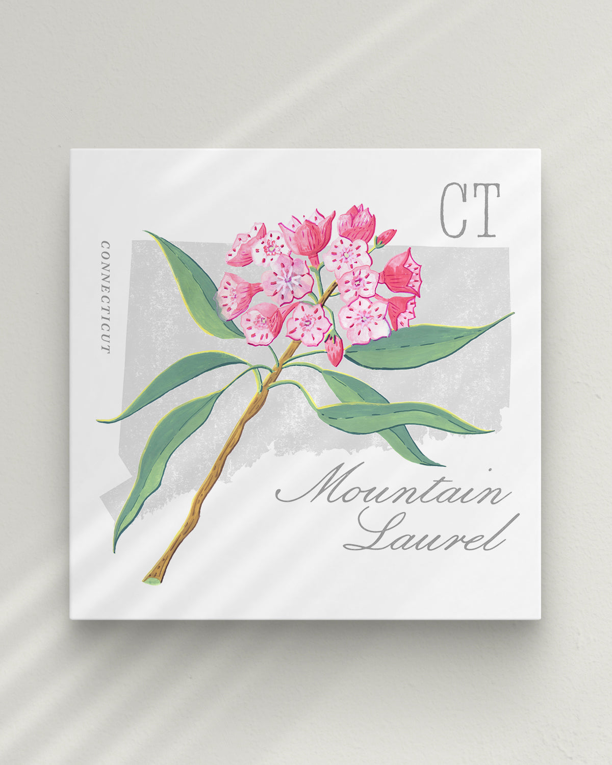 Mountain Laurel (Connecticut) state flower fine art print, classic botanical style on white background. Oak frame available.