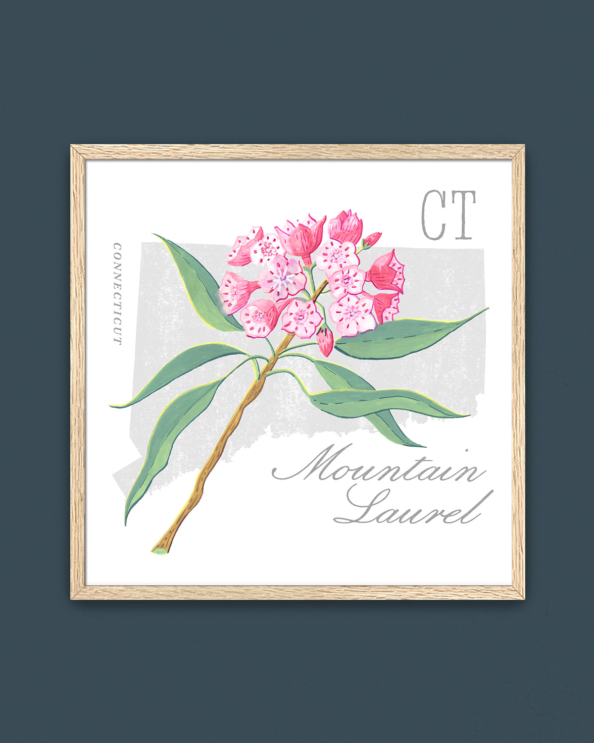 Mountain Laurel (Connecticut) state flower fine art print, classic botanical style on white background. Oak frame available.