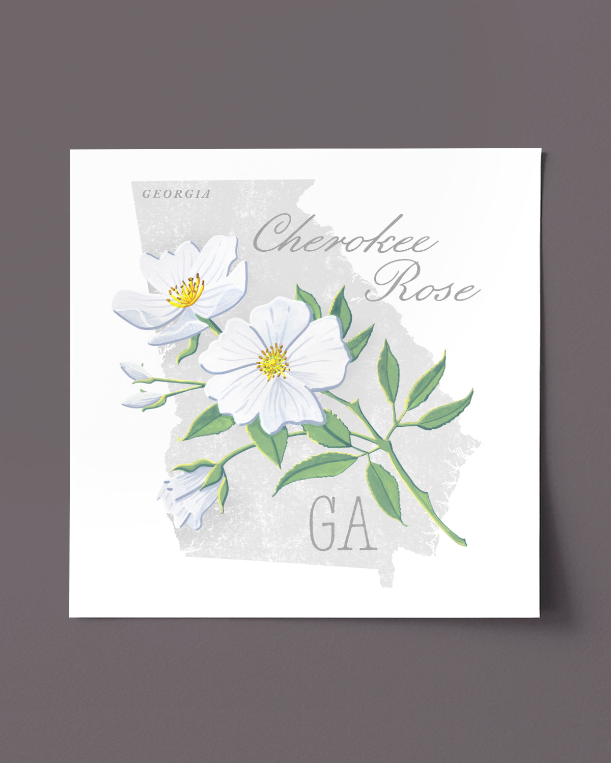 Cherokee Rose (Georgia) state flower fine art print, classic botanical style on white background. Oak frame available.