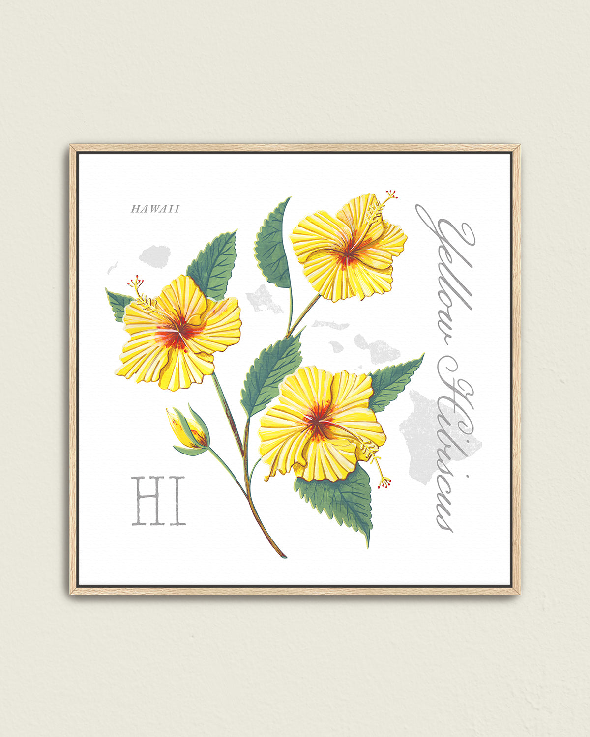 Yellow Hibiscus (Hawaii) state flower fine art print, classic botanical style on white background. Oak frame available.