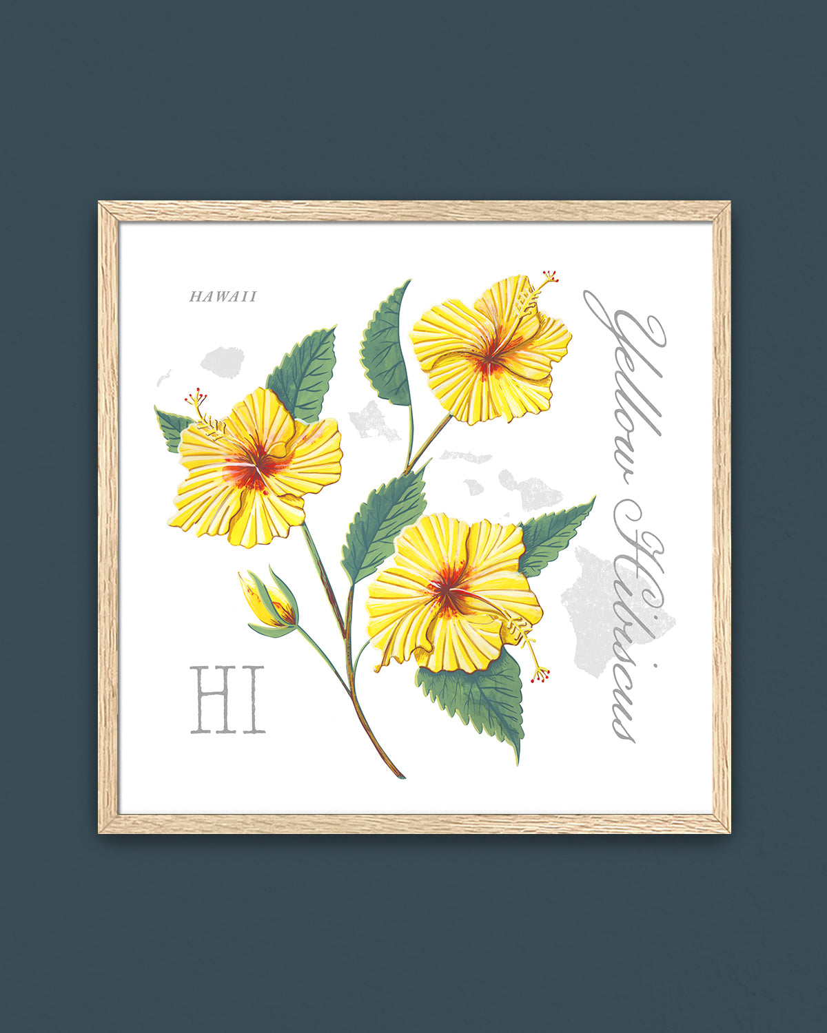 Yellow Hibiscus (Hawaii) state flower fine art print, classic botanical style on white background. Oak frame available.
