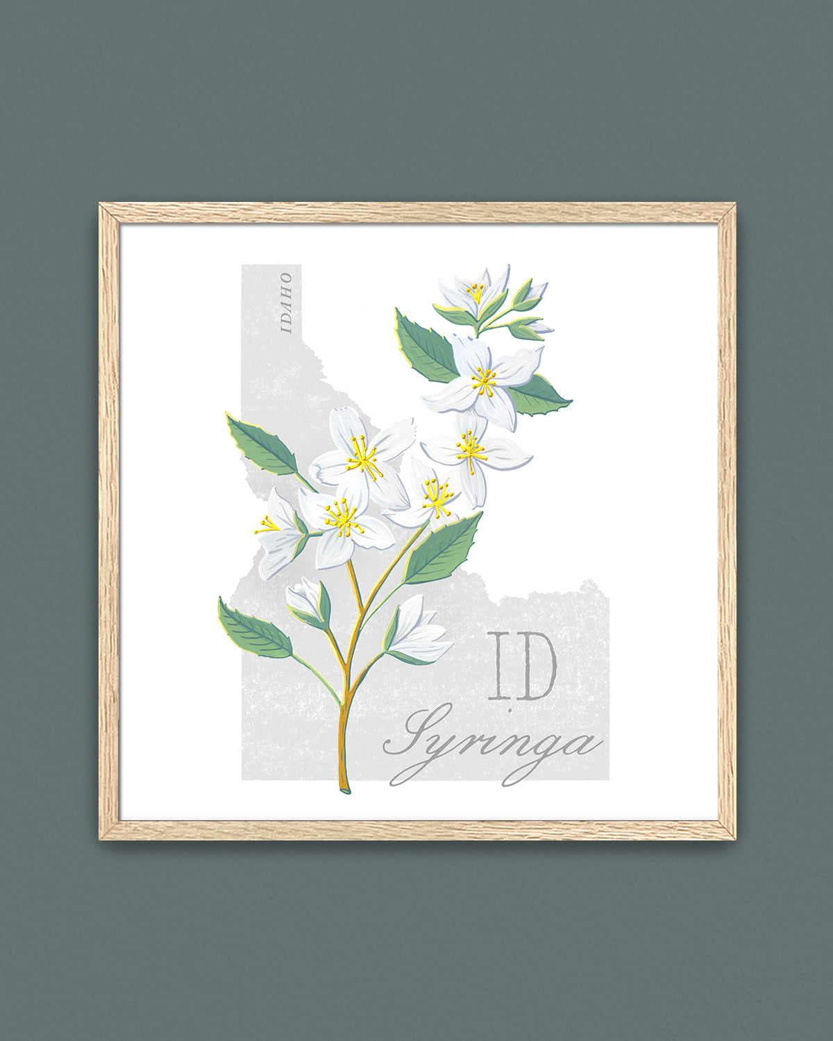 Syringa (Idaho) state flower fine art print, classic botanical style on white background. Oak frame available.