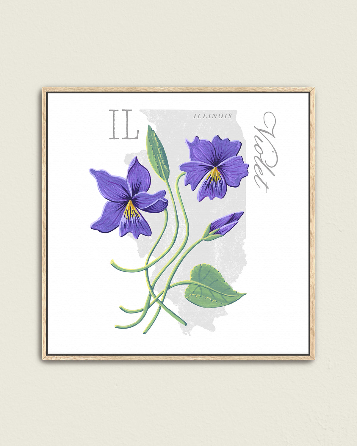 Violet (Illinois) state flower fine art print, classic botanical style on white background. Oak frame available.