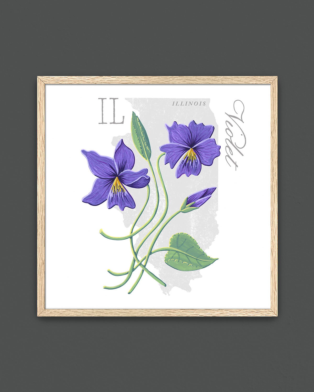 Violet (Illinois) state flower fine art print, classic botanical style on white background. Oak frame available.