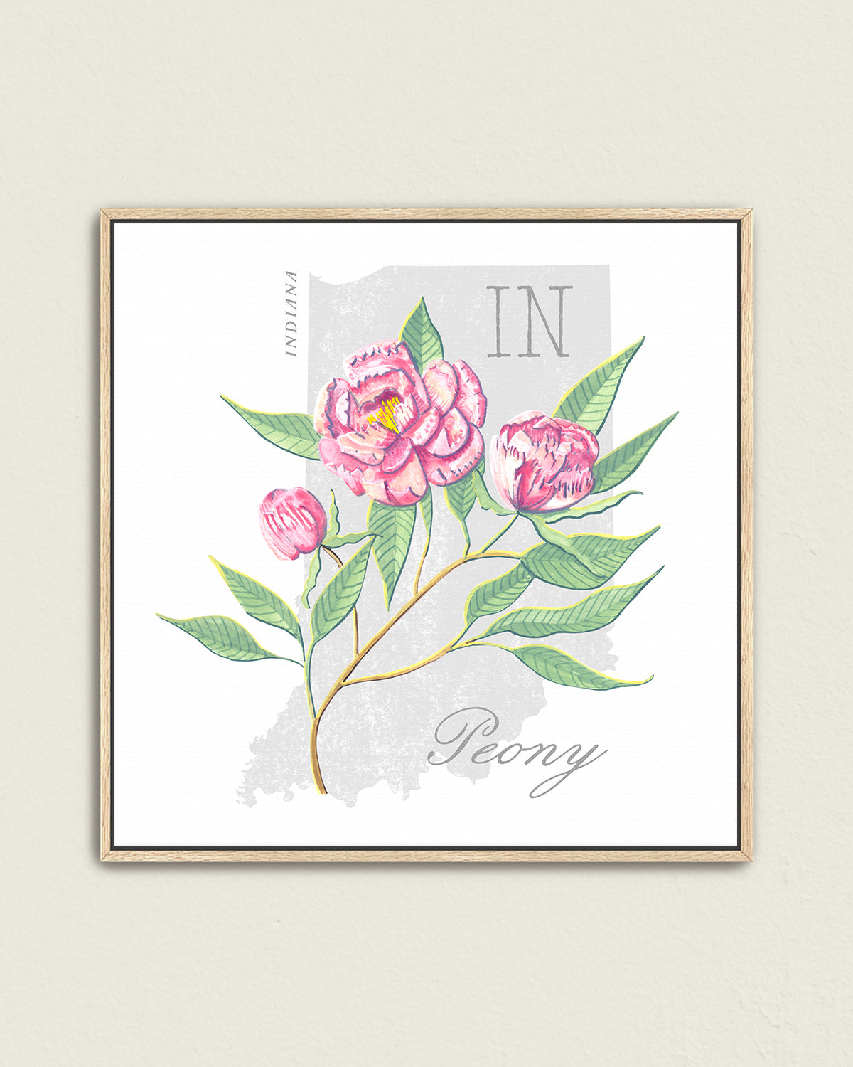 Indiana (Peony) state flower fine art print, classic botanical style on white background. Oak frame available.